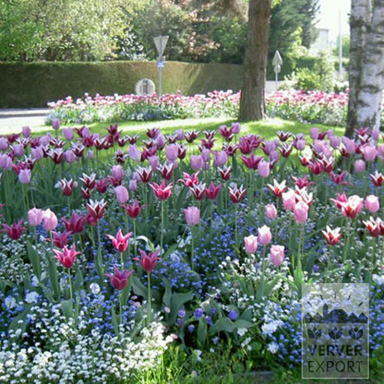Tulips 'Ballade' (12184) - Image 3