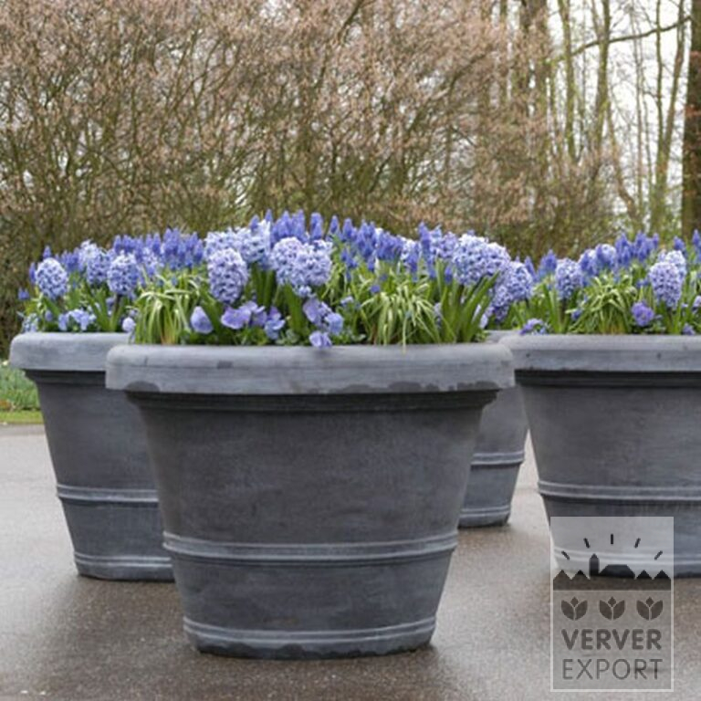 Muscari armeniacum (16079) - Image 4