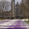 Crocus 'Flower Record' (14007) - Image 2