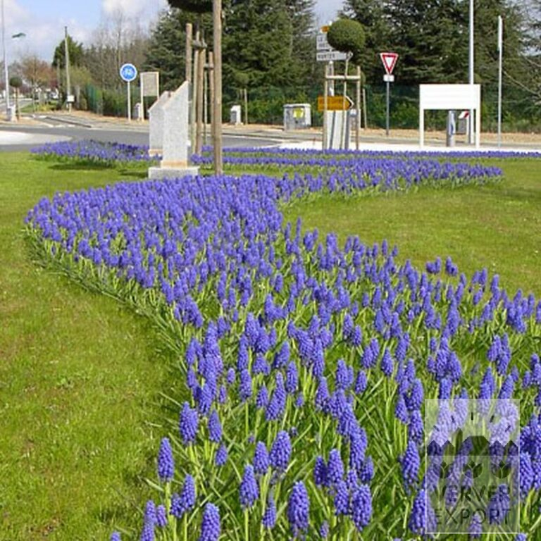Muscari armeniacum (16079) - Image 5