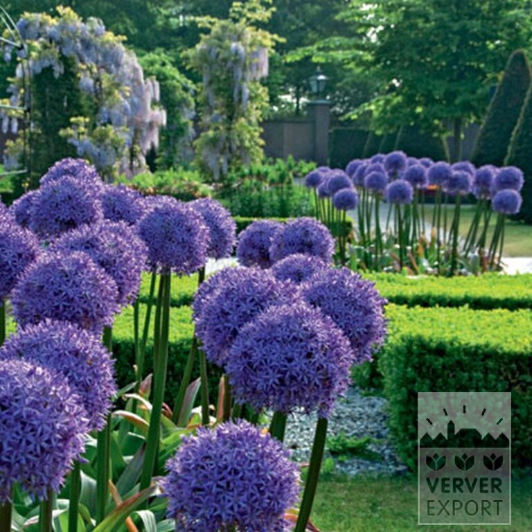 Allium 'Globemaster' (16007) - Image 2