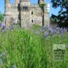 Camassia leichtlinii 'Caerulea' (16028) - Image 2