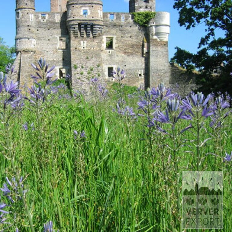 Camassia leichtlinii 'Caerulea' (16028) - Image 2