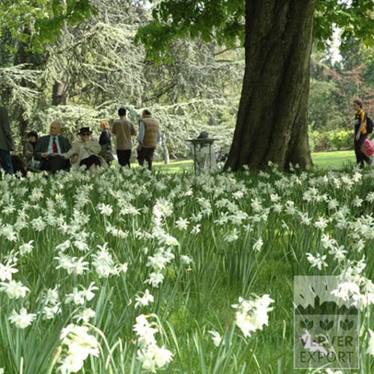 Narcissus 'Thalia' (15066) - Image 2