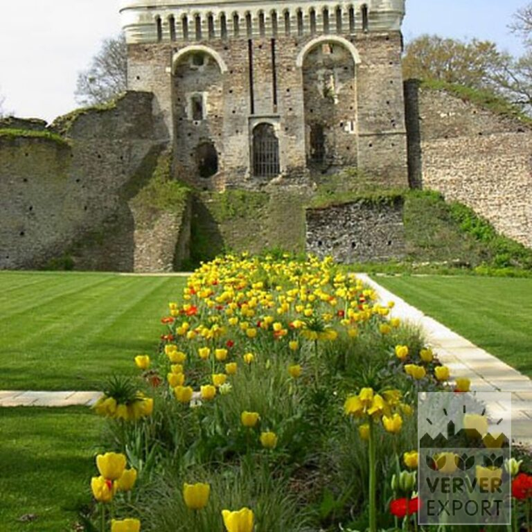 Fritillaria imperialis 'Lutea' (16053) - Image 6