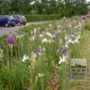 Dutch Iris 'Saturnus' (36067) - Image 2