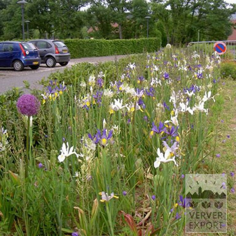 Dutch Iris 'Saturnus' (36067) - Image 2