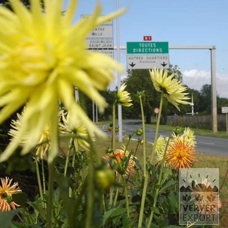 Dahlia 'Sangria' (22053) - Image 3