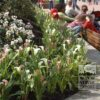 Zantedeschia Supri-White (26001) - Image 3