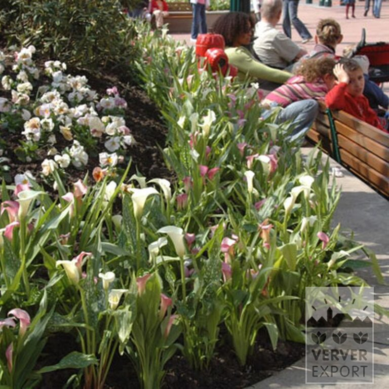 Zantedeschia Supri-White (26001) - Image 3