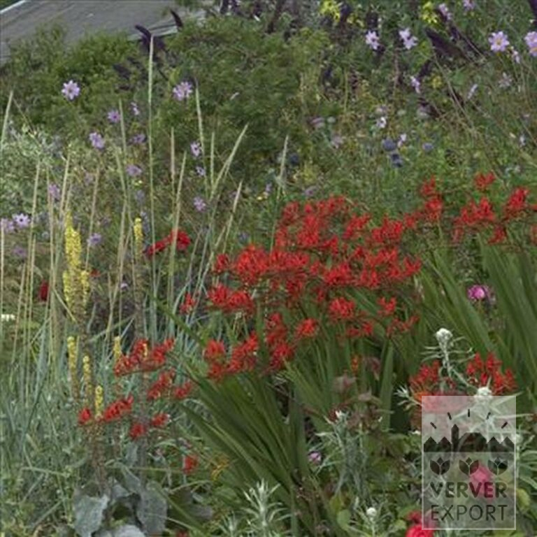 Crocosmia 'Lucifer' (29017) - Image 4