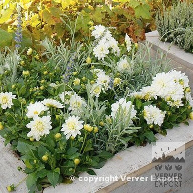 Dahlia 'Colorado' (22003) - Image 2