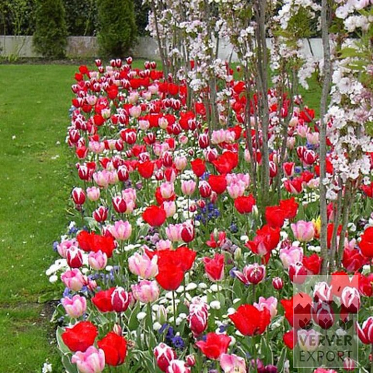 Tulips 'Leen van der Mark' (12328) - Image 2