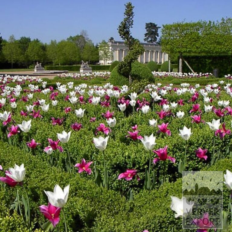 Tulips 'White Triumphator' (12202) - Image 5