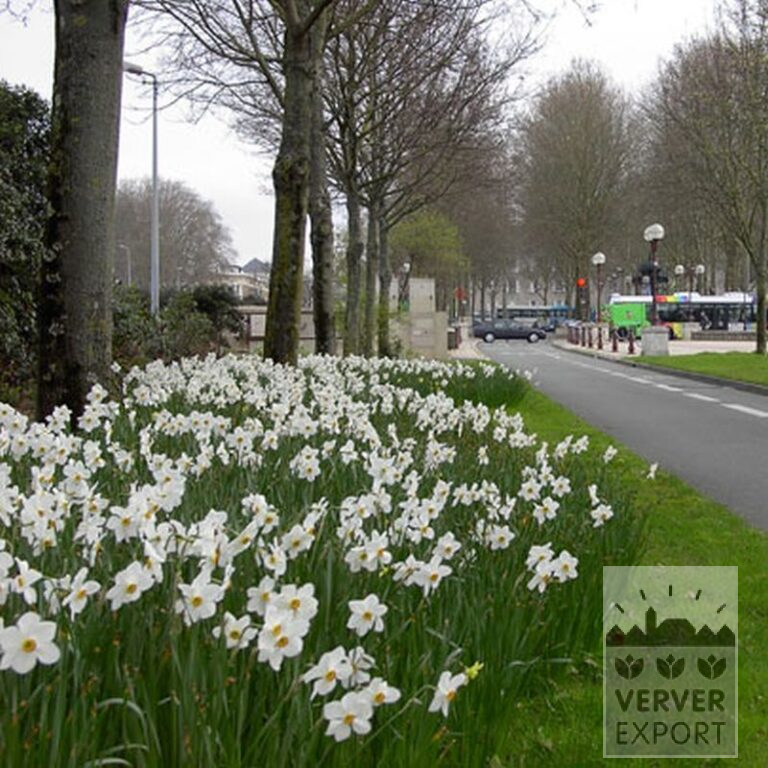 Narcissus poeticus 'Actaea' (15067) - Image 2