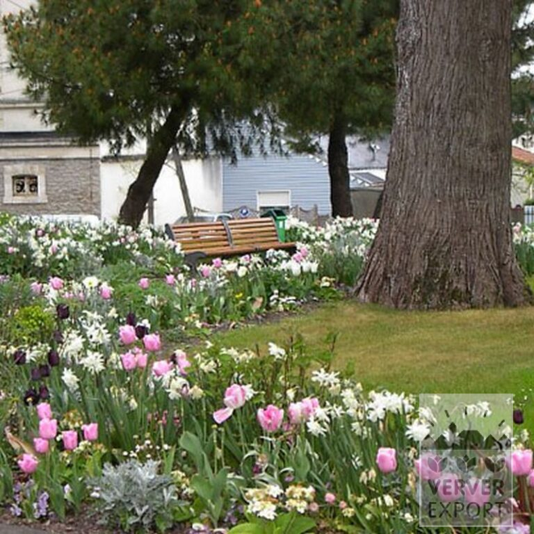 Tulips 'Havran' (12139) - Image 6