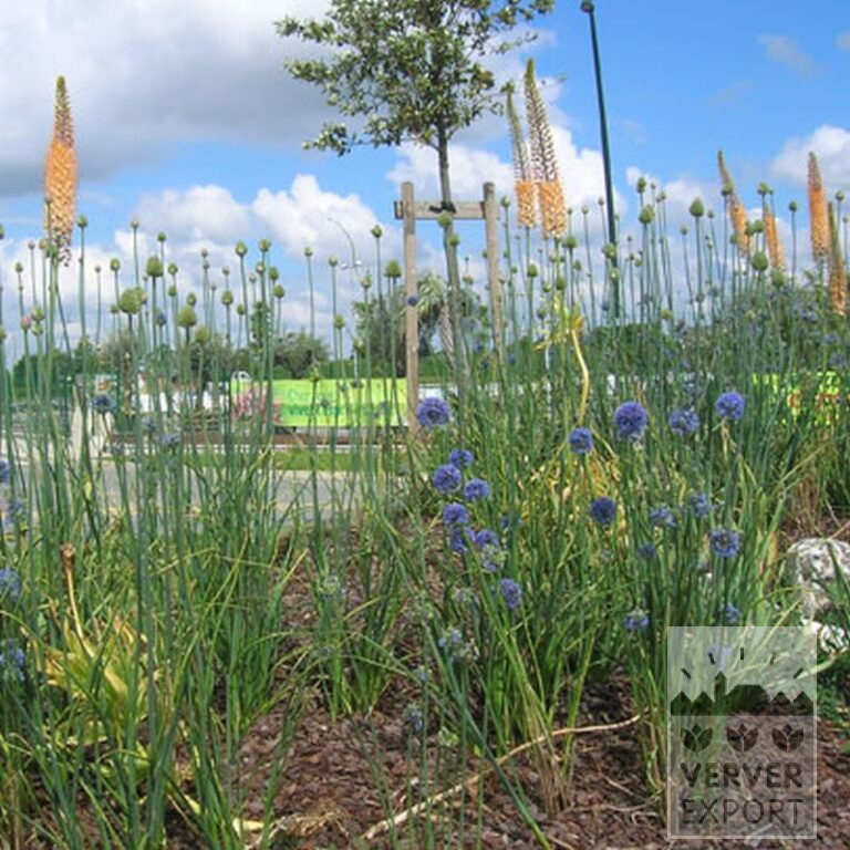Allium caeruleum (16004) - Image 2