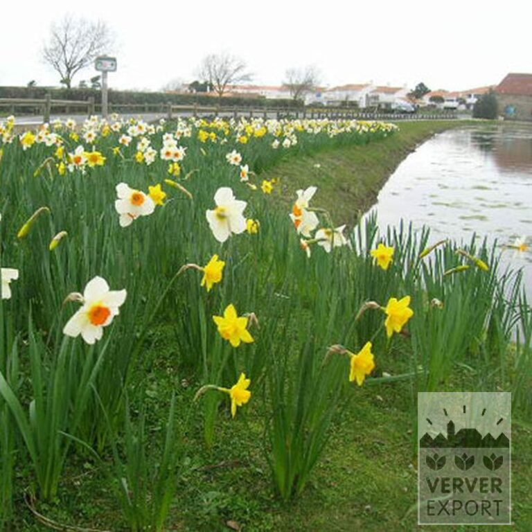 Narcissus 'Carlton' (15029) - Image 2