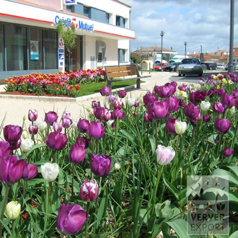 Tulips 'Rem's Favourite' (12379) - Image 4