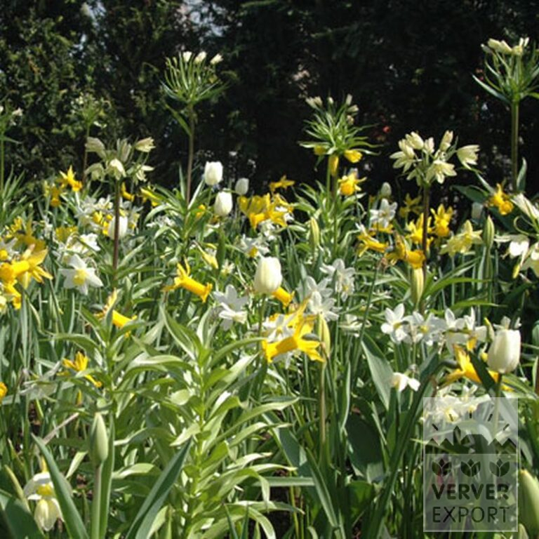 Narcissus 'Peeping Tom' (15007) - Image 3
