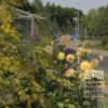 Dahlia 'Gold Crown' (22219) - Image 2