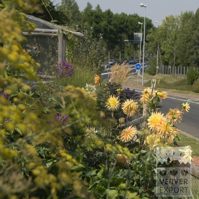 Dahlia 'Gold Crown' (22219) - Image 2