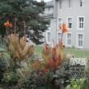 Canna Precultivated 'Durban' (29201) - Image 2