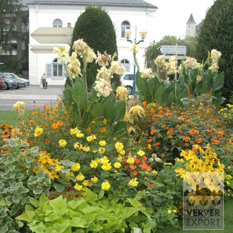 Canna Precultivated 'Gran Canaria' (29193) - Image 2