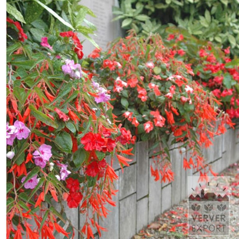 Begonia bertinii (25001) - Image 2
