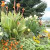 Canna Precultivated 'Gran Canaria' (29193) - Image 3