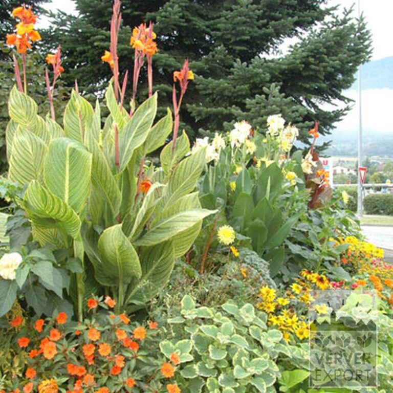 Canna Precultivated 'Gran Canaria' (29193) - Image 3