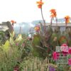 Canna 'Wyoming' (27017) - Image 3