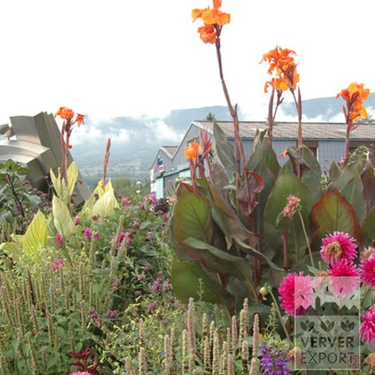 Canna 'Wyoming' (27017) - Image 3