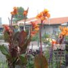 Canna 'Wyoming' (27017) - Image 4