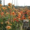 Dahlia 'Date' (22169) - Image 3