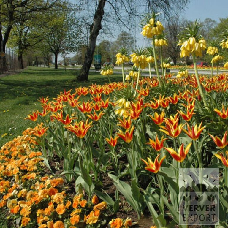 Tulips 'Fly Away' (12188) - Image 3