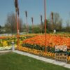 Mixture Verver 'Ville de Riom' © (11154) - Image 3