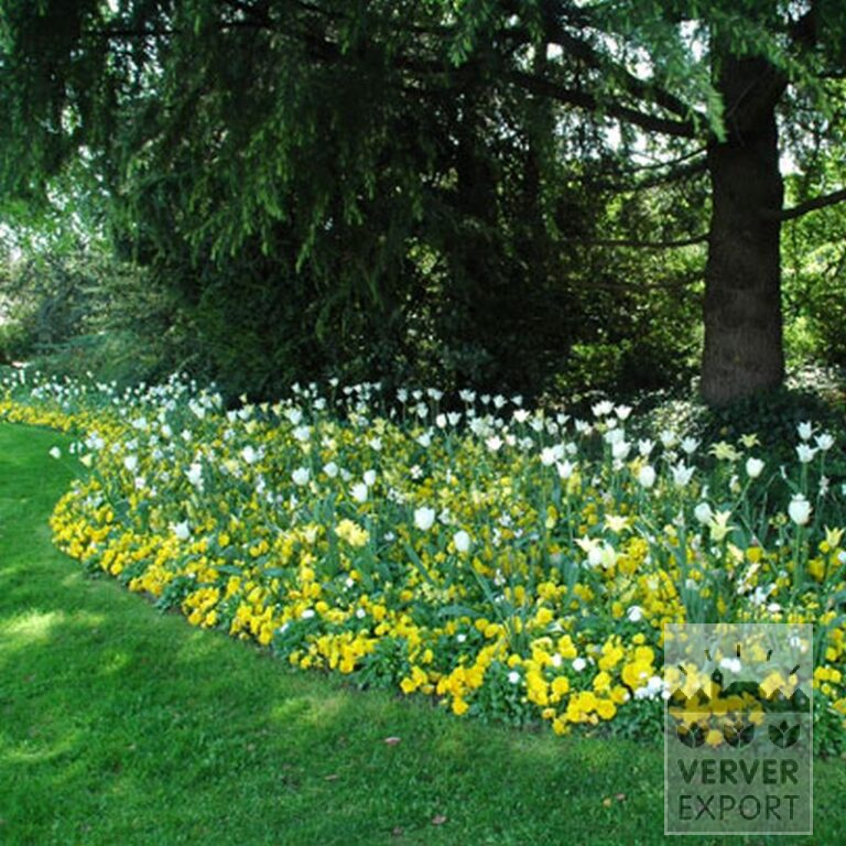 Narcissus poeticus 'Actaea' (15067) - Image 3