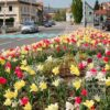 Tulips 'Marilyn' (12194) - Image 2