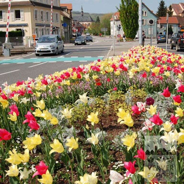 Tulips 'Mariëtte' (12193) - Image 6