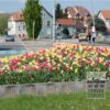 Tulips 'Marilyn' (12194) - Image 3