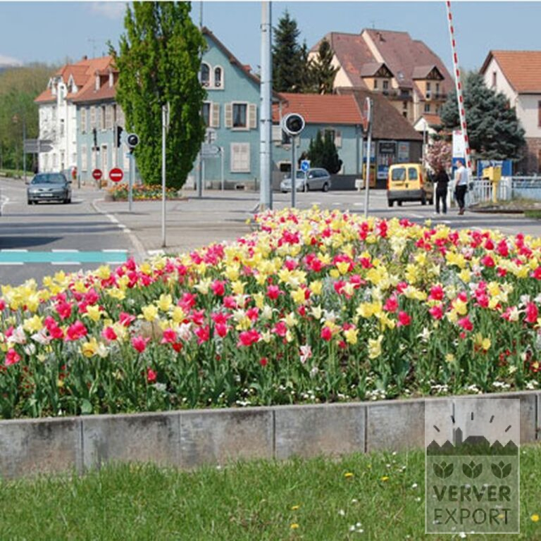 Tulips 'Mariëtte' (12193) - Image 7
