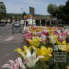 Tulips 'Marilyn' (12194) - Image 4