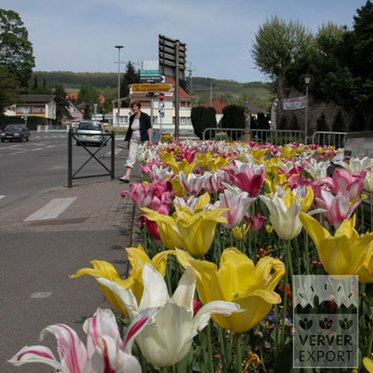 Tulips 'Mariëtte' (12193) - Image 8