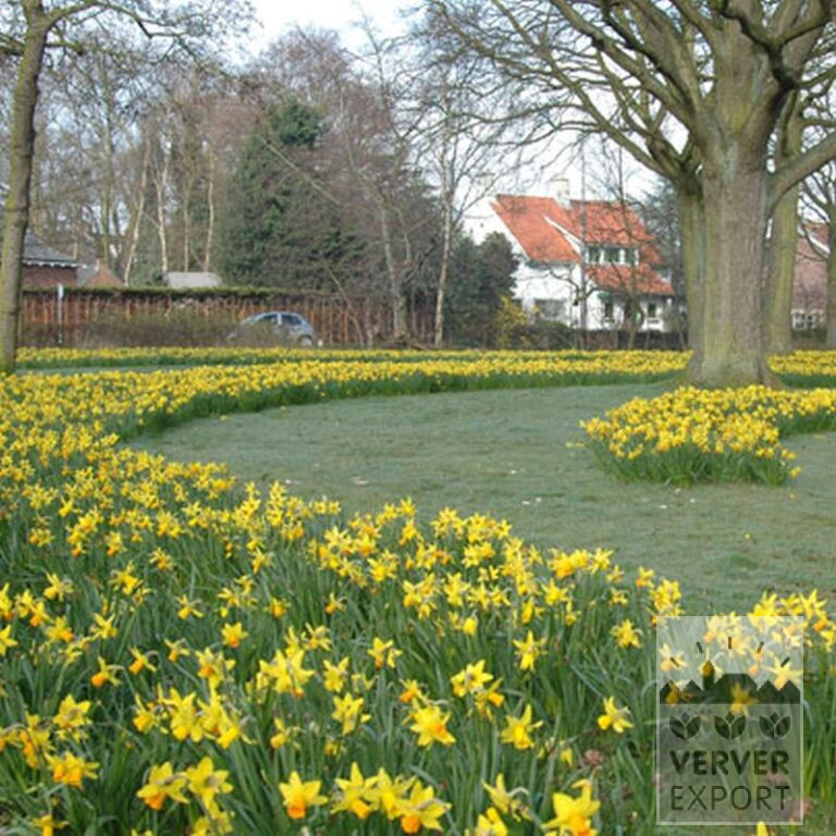 Narcissus 'Jetfire' (15005) - Image 2