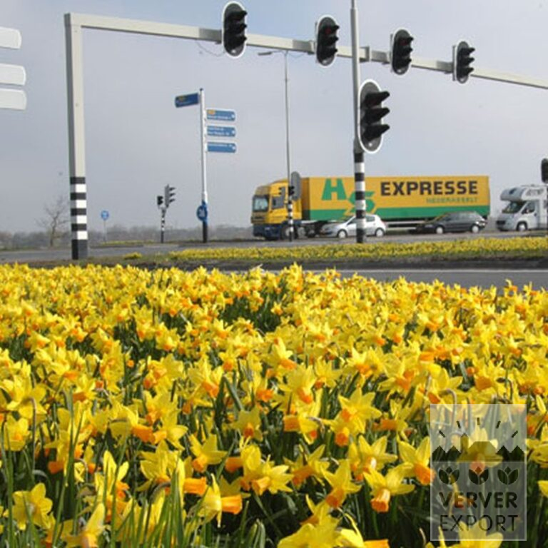Narcissus 'Jetfire' (15005) - Image 3