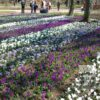Crocus 'Flower Record' (14007) - Image 3