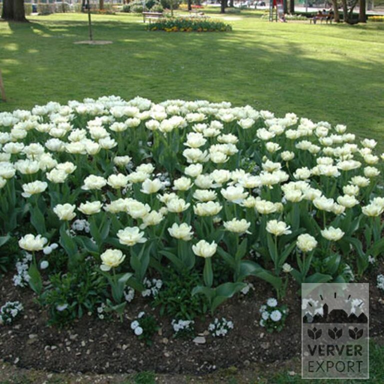 Tulips 'Mount Tacoma' (12244) - Image 4