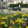 Mixture Verver 'Ville de Toulon' © (11156) - Image 5