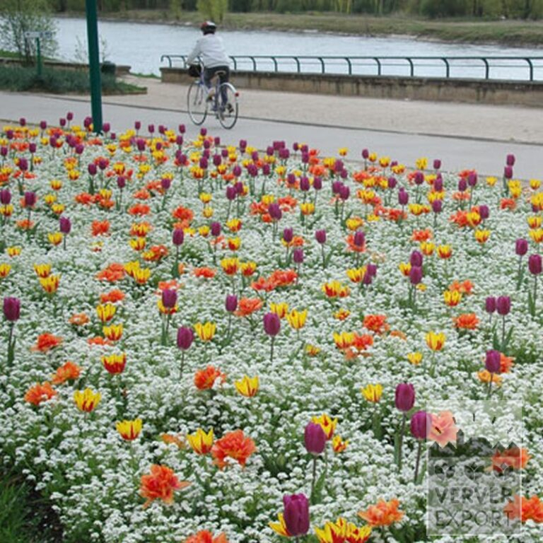 Tulips 'Helmar' (12211) - Image 3